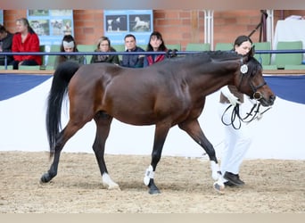 Pur-sang arabe, Étalon, 10 Ans, 152 cm, Bai brun