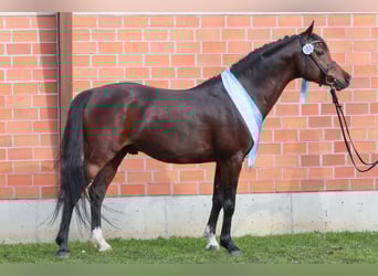Pur-sang arabe, Étalon, 10 Ans, 152 cm, Bai brun