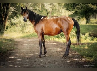 Pur-sang arabe, Étalon, 3 Ans, 155 cm, Bai