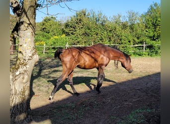 Pur-sang arabe, Étalon, 7 Ans, 154 cm, Bai