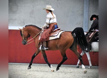 Pur-sang arabe, Étalon, 13 Ans, 155 cm, Bai