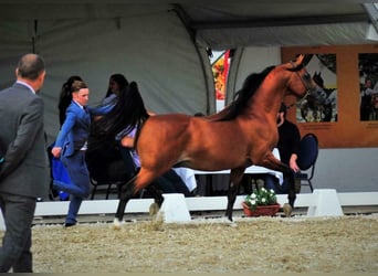 Pur-sang arabe, Étalon, 13 Ans, 155 cm, Bai