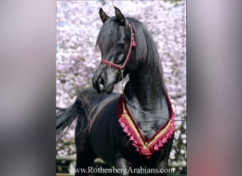 Pur-sang arabe, Étalon, 8 Ans, 156 cm, Noir