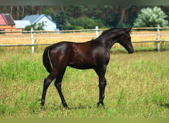 Pur-sang arabe, Étalon, Poulain (01/2024), 158 cm, Noir