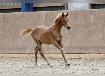 Pur-sang arabe, Étalon, Poulain (03/2024), Alezan