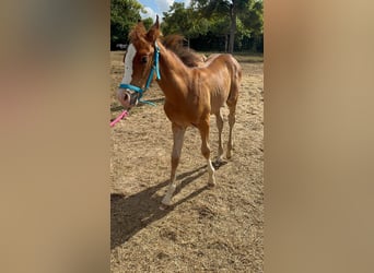 Pur-sang arabe, Étalon, Poulain (05/2026), Alezan