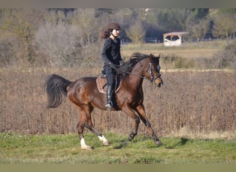Pur-sang arabe, Étalon, Poulain (06/2026), Bai
