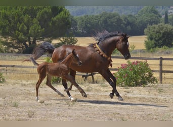 Pur-sang arabe, Étalon, Poulain (06/2026), Bai