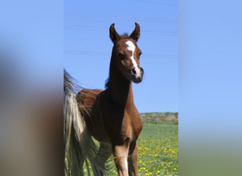 Pur-sang arabe, Étalon, Poulain (04/2026), Bai