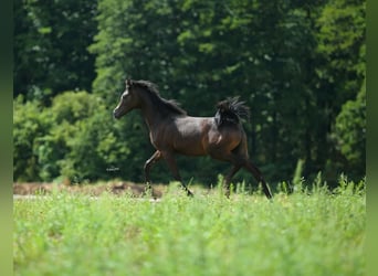 Pur-sang arabe, Étalon, Poulain (01/2023), Gris
