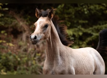 Pur-sang arabe, Étalon, Poulain (01/2026), Gris