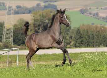 Pur-sang arabe, Étalon, Poulain (05/2025), Gris