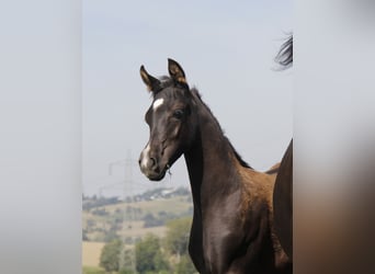 Pur-sang arabe, Étalon, Poulain (05/2026), Noir