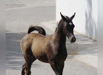 Pur-sang arabe, Étalon, Poulain (05/2026), Noir