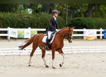 Pur-sang arabe, Hongre, 10 Ans, 147 cm, Alezan