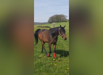 Pur-sang arabe, Hongre, 10 Ans, 160 cm, Bai brun