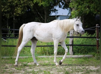 Pur-sang arabe, Hongre, 11 Ans, 154 cm, Gris moucheté