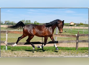 Pur-sang arabe, Hongre, 12 Ans, 155 cm, Bai brun foncé