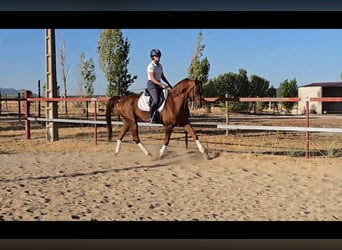 Pur-sang arabe, Hongre, 13 Ans, 156 cm, Alezan brûlé