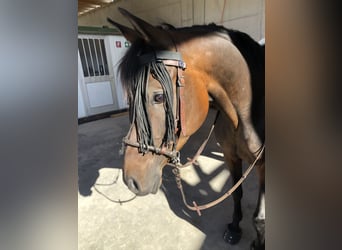 Pur-sang arabe, Hongre, 13 Ans, 156 cm, Bai brun