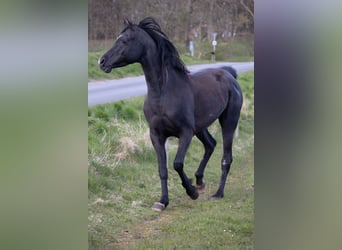 Pur-sang arabe, Hongre, 13 Ans, 158 cm, Noir