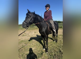 Pur-sang arabe, Hongre, 13 Ans, 158 cm, Noir