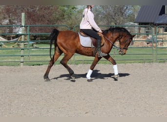 Pur-sang arabe, Hongre, 17 Ans, 152 cm, Bai cerise