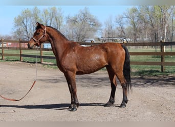 Pur-sang arabe, Hongre, 17 Ans, 152 cm, Bai cerise