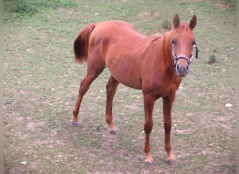 Pur-sang arabe, Hongre, 2 Ans, 148 cm, Alezan