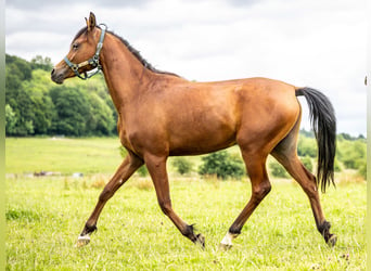 Pur-sang arabe, Hongre, 2 Ans, 151 cm, Bai