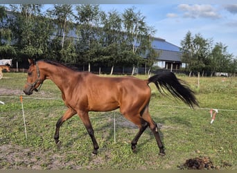 Pur-sang arabe, Hongre, 2 Ans, 151 cm, Bai clair