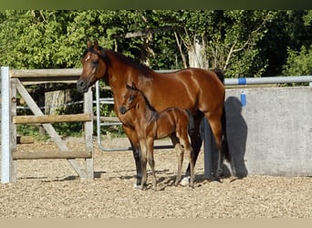 Pur-sang arabe, Hongre, 2 Ans, 154 cm, Gris