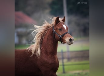 Pur-sang arabe, Hongre, 2 Ans, 155 cm, Alezan