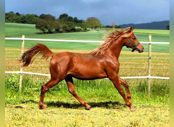 Pur-sang arabe, Hongre, 2 Ans, 157 cm, Alezan