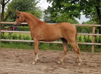Pur-sang arabe, Hongre, 2 Ans, 158 cm, Alezan