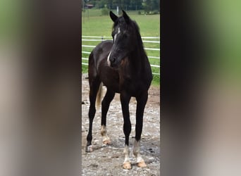 Pur-sang arabe, Hongre, 2 Ans, 162 cm, Noir