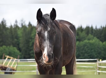 Pur-sang arabe, Hongre, 2 Ans, 162 cm, Noir
