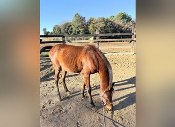 Pur-sang arabe, Hongre, 3 Ans, 135 cm, Bai