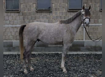 Pur-sang arabe, Hongre, 3 Ans, 150 cm, Gris