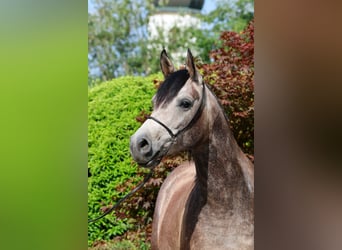 Pur-sang arabe, Hongre, 3 Ans, 152 cm, Gris