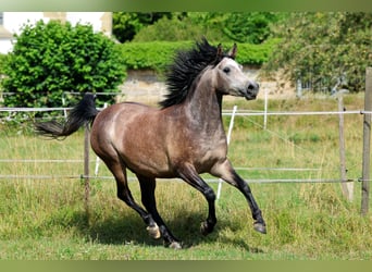 Pur-sang arabe, Hongre, 3 Ans, 152 cm, Gris