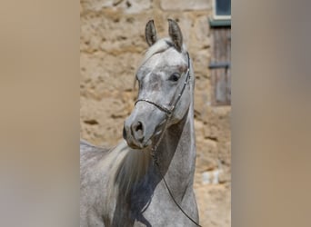 Pur-sang arabe, Hongre, 3 Ans, 152 cm, Peut devenir gris