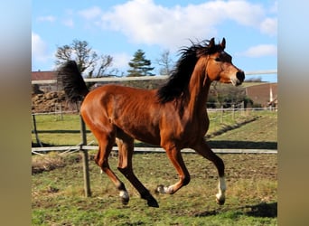 Pur-sang arabe, Hongre, 3 Ans, 153 cm, Bai