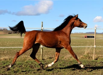 Pur-sang arabe, Hongre, 3 Ans, 153 cm, Bai