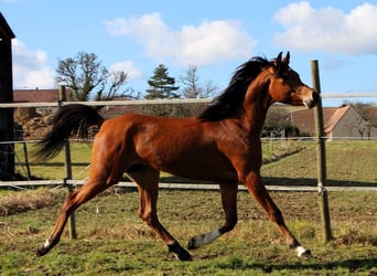 Pur-sang arabe, Hongre, 3 Ans, 153 cm, Bai