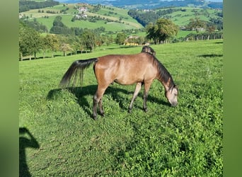 Pur-sang arabe, Hongre, 3 Ans, 154 cm, Gris