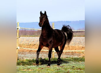 Pur-sang arabe, Hongre, 3 Ans, 155 cm, Bai brun foncé