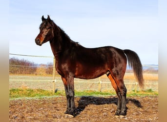 Pur-sang arabe, Hongre, 3 Ans, 155 cm, Bai brun foncé