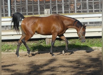 Pur-sang arabe, Hongre, 3 Ans, 155 cm, Bai