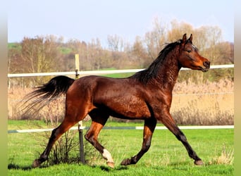 Pur-sang arabe, Hongre, 3 Ans, 155 cm, Bai